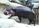 コビトカバの写真 14
